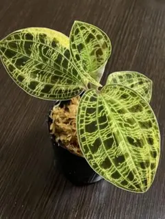 2026年最新】マコデスペトラ斑入りの人気アイテム - メルカリ